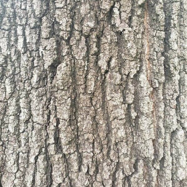 Quercus falcata Kora