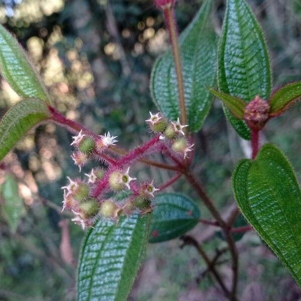 Miconia crenata Meyve