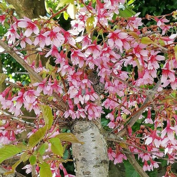 Prunus prostrata Цветок