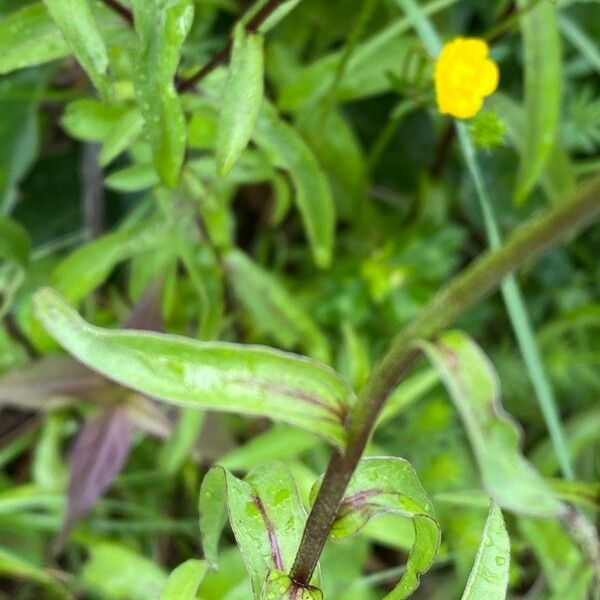 Buphthalmum salicifolium Blad