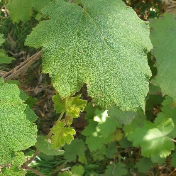 Rubus alceifolius 葉