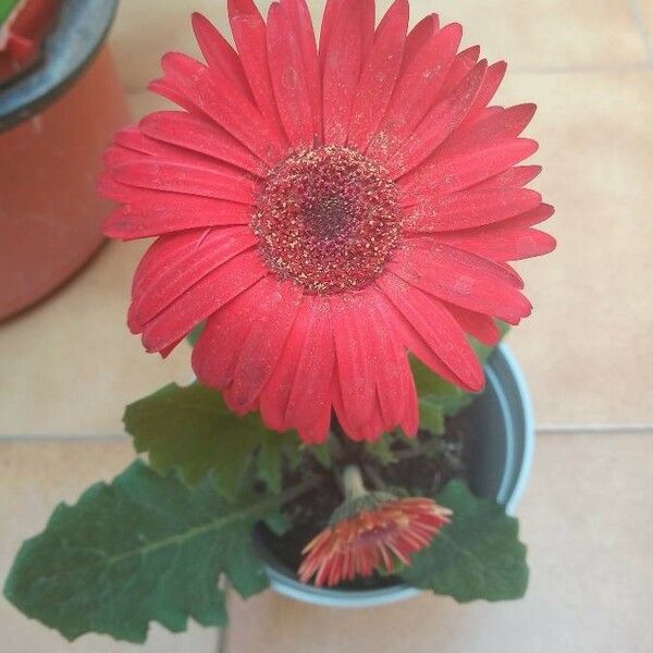 Gerbera viridifolia 花