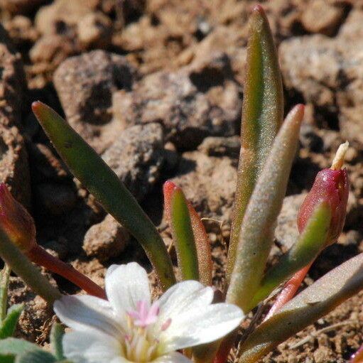 Lewisia pygmaea Hàbitat