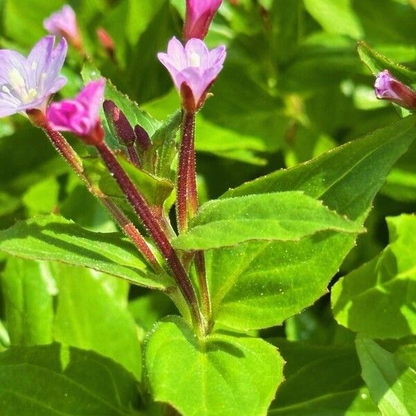 Epilobium alsinifolium Flower