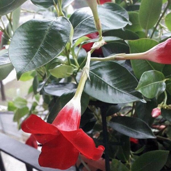 Mandevilla laxa Flower