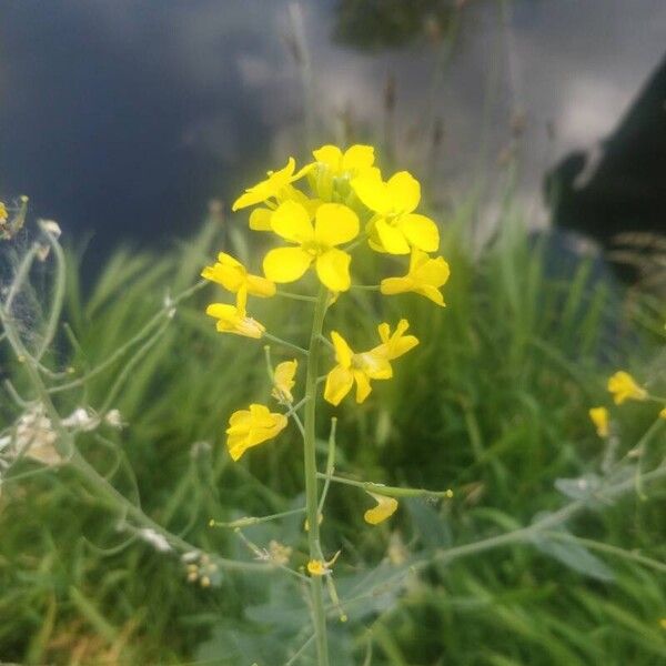 Brassica rapa Blomma