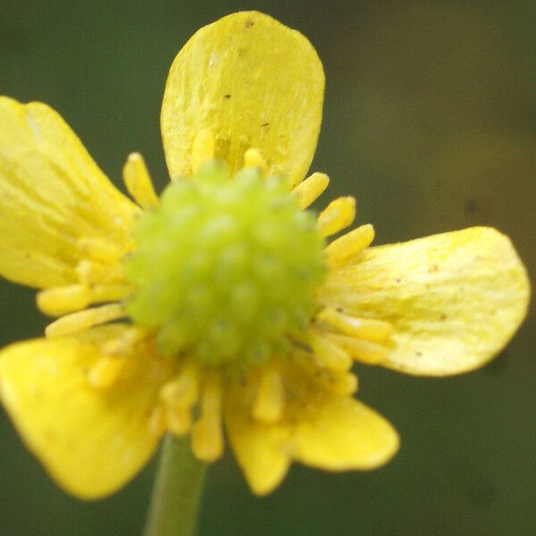 Ranunculus ophioglossifolius Fleur