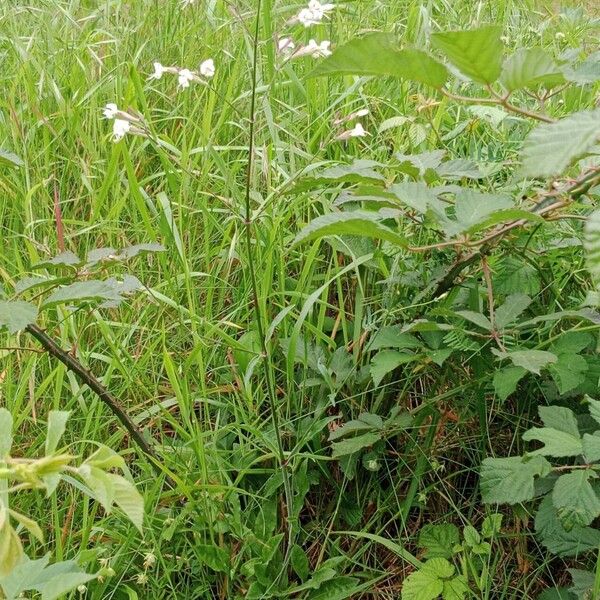 Silene nutans Hábito