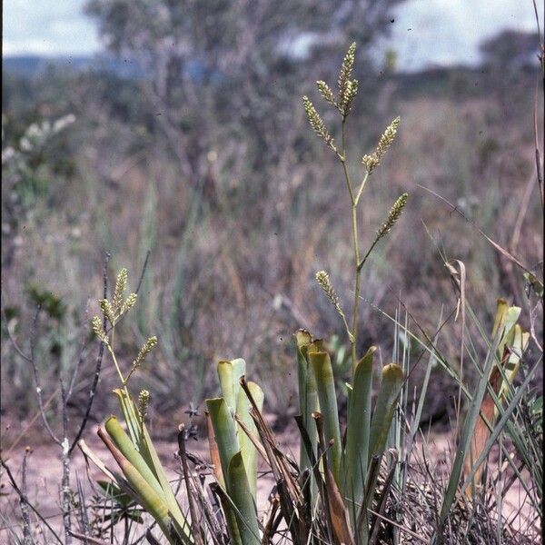 Brocchinia hechtioides Habitat
