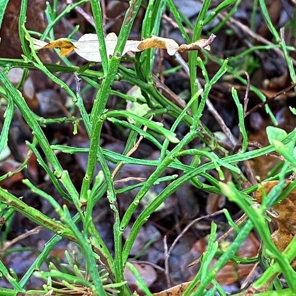 Vaccinium myrtillus Alia