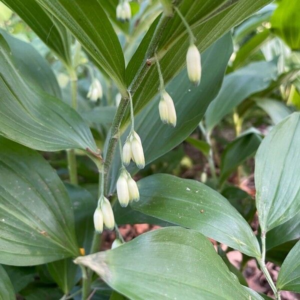 Polygonatum latifolium Kwiat