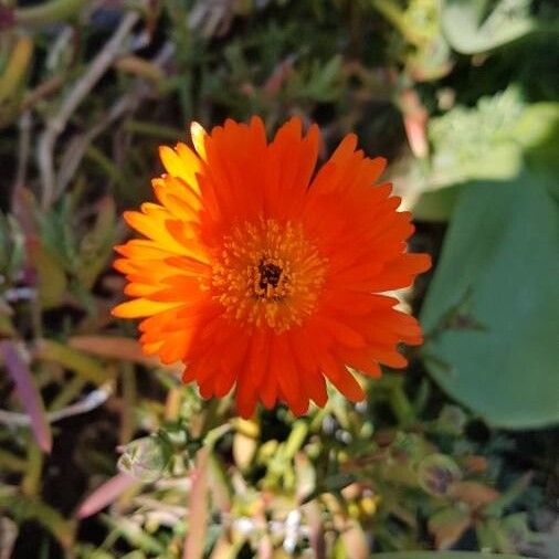 Malephora crocea Flower