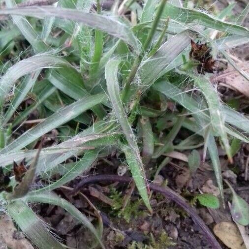 Luzula campestris পাতা