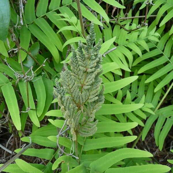 Osmunda regalis Çiçek