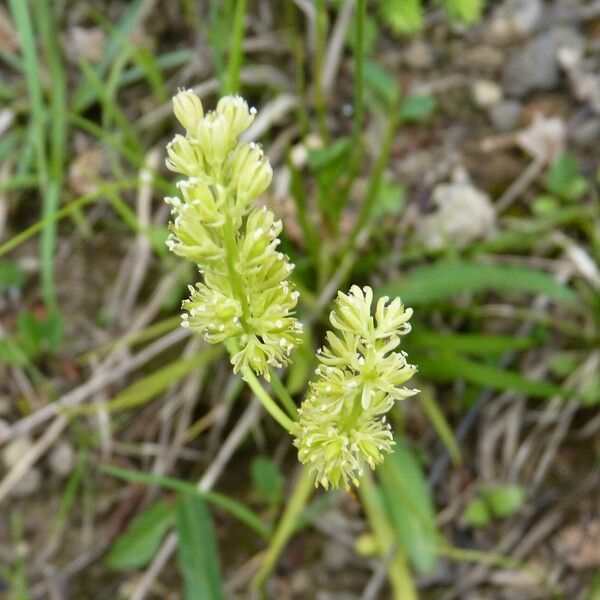 Tofieldia calyculata Cvet