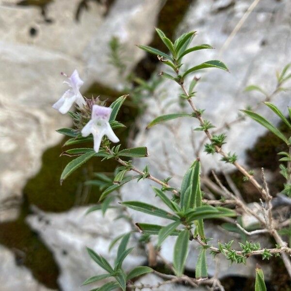 Satureja montana Blüte