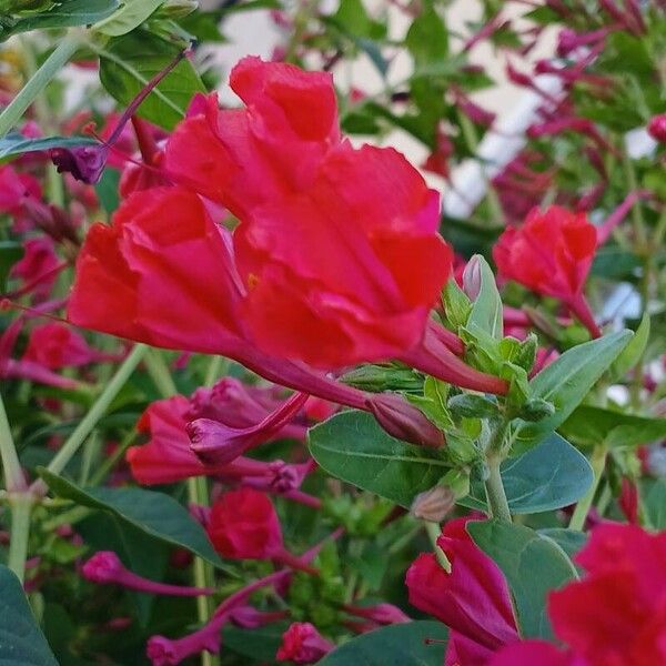 Mirabilis jalapa Flower