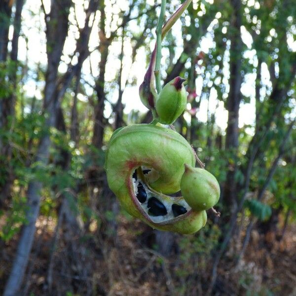 Pithecellobium dulce Fruit