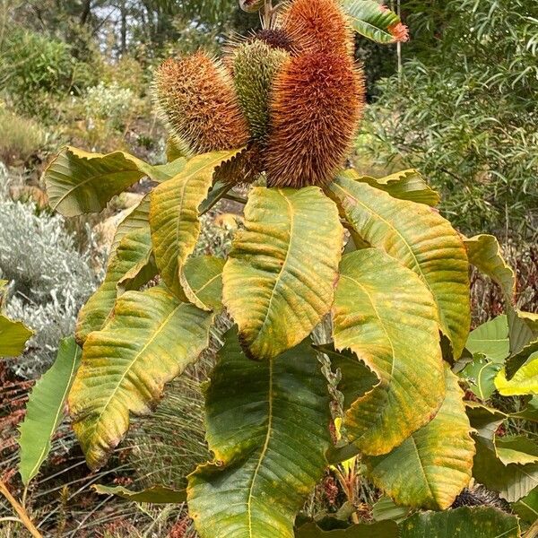 Banksia robur Φύλλο