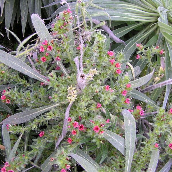 Echium wildpretii 形态