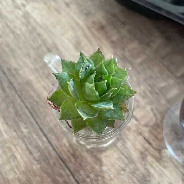 Sempervivum globiferum Folio