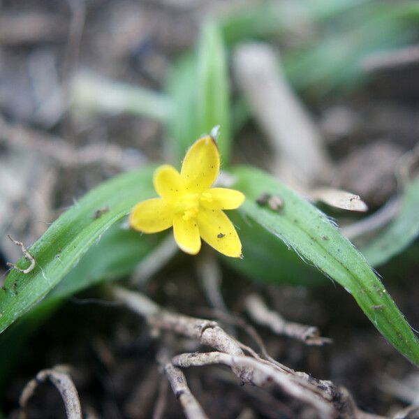 Hypoxis angustifolia Çiçek