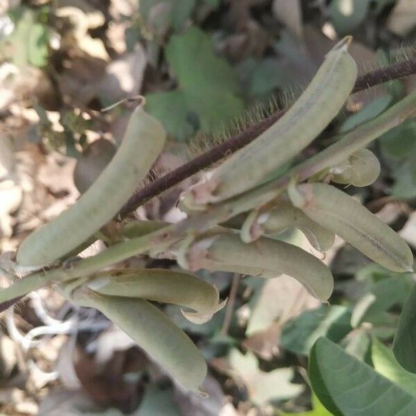 Crotalaria pallida Fruit