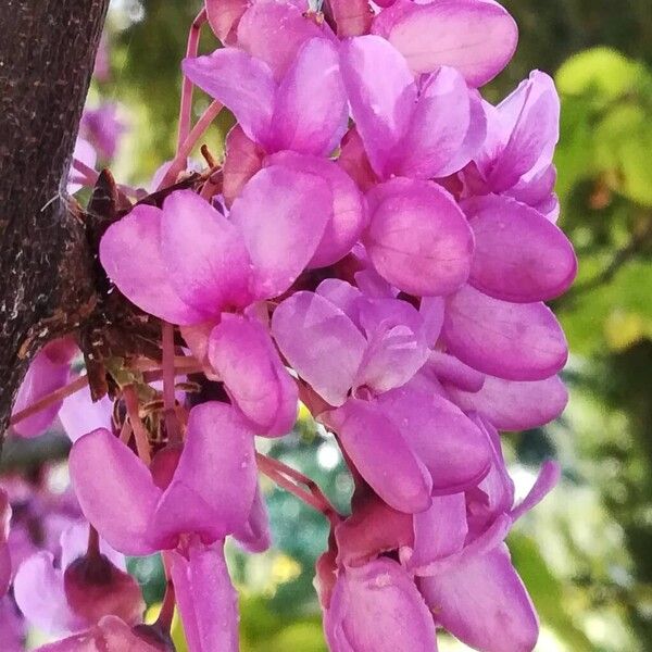 Cercis siliquastrum Blomst