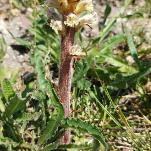 Orobanche picridis Fleur