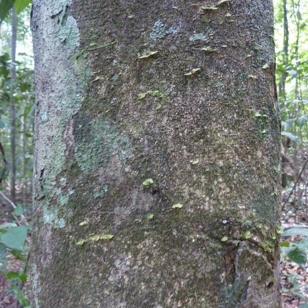 Pseudopiptadenia suaveolens Bark