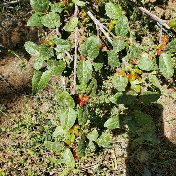 Shepherdia canadensis Leaf