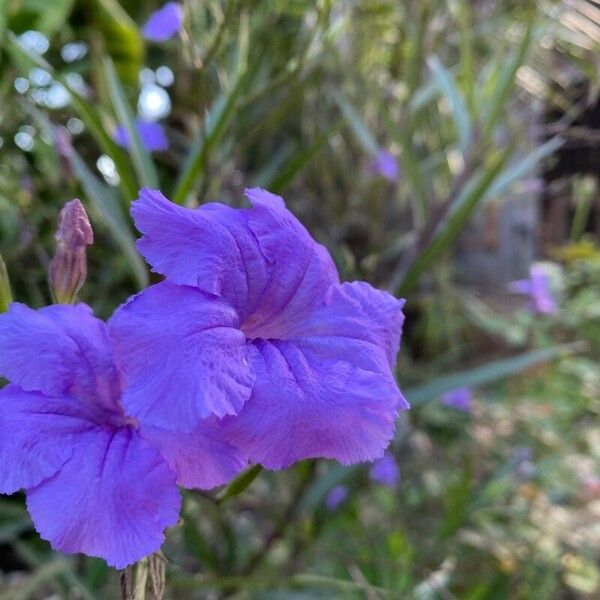 Ruellia simplex ᱵᱟᱦᱟ