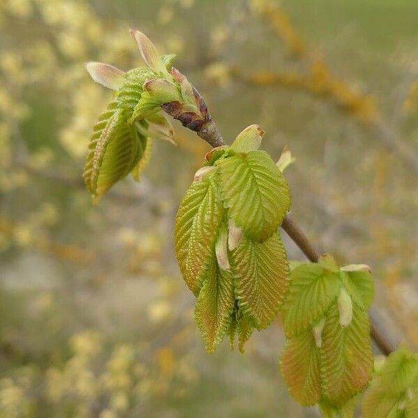 Ulmus glabra Leht