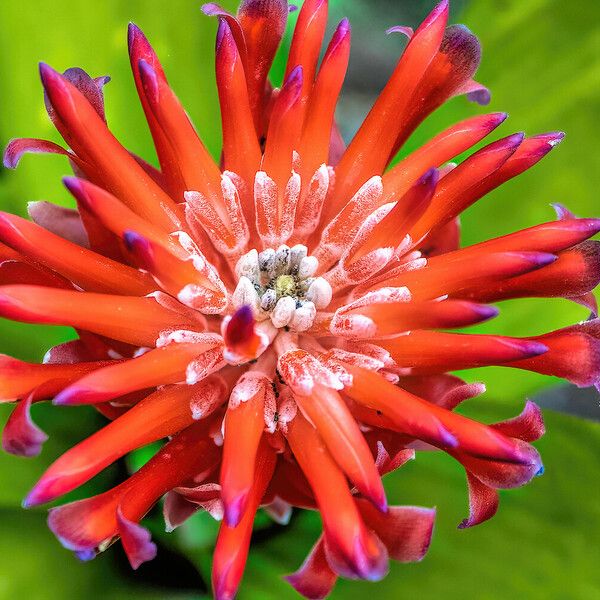 Billbergia pyramidalis Kwiat