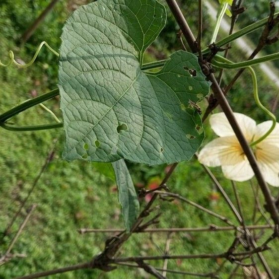 Momordica dioica Frutto