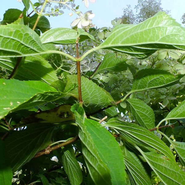 Hydrangea arborescens Lehti