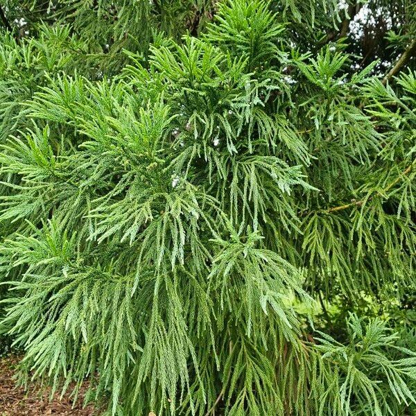 Cryptomeria japonica Lapas