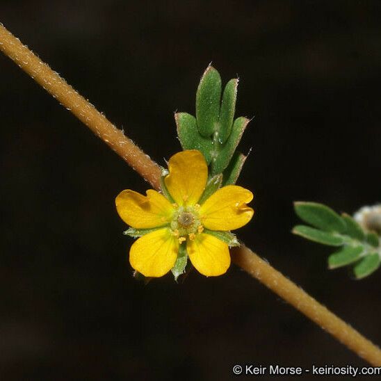 Kallstroemia californica Blodyn