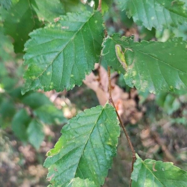 Ulmus minor Blad