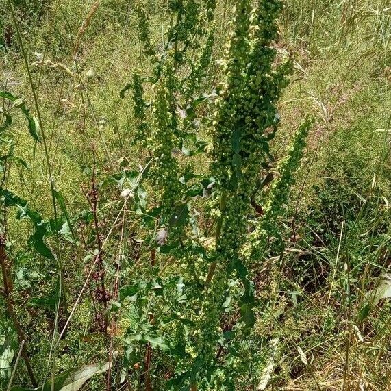 Rumex crispus Habit