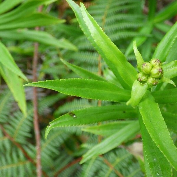 Faujasia salicifolia পাতা