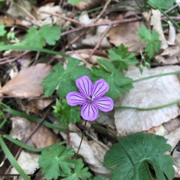 Geranium asphodeloides Flower