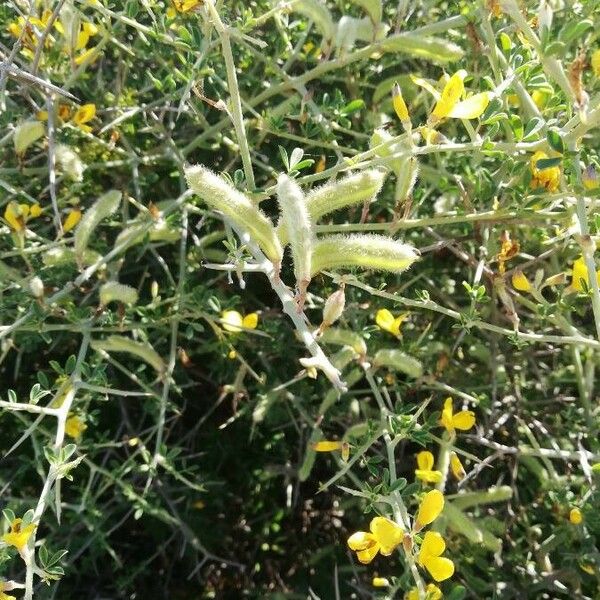 Genista scorpius Fruit