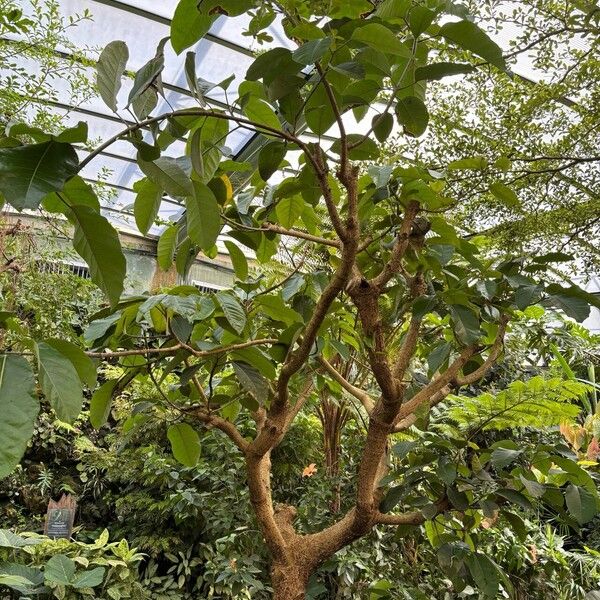 Ficus lutea Hábito