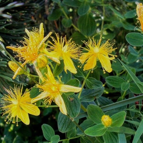 Hypericum maculatum Flor