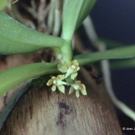 Tuberolabium papuanum Flower