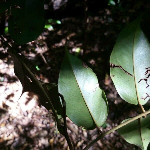 Swartzia polyphylla 葉