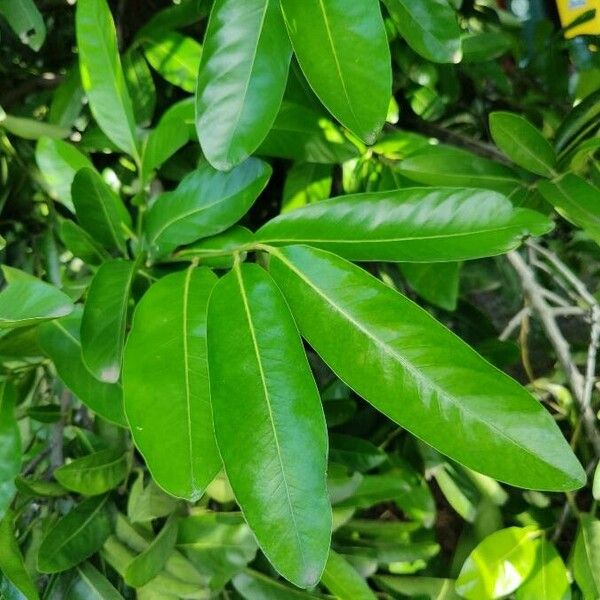 Diospyros nigra 葉