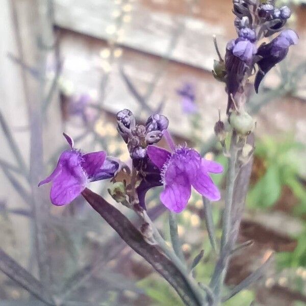 Linaria purpurea Flower