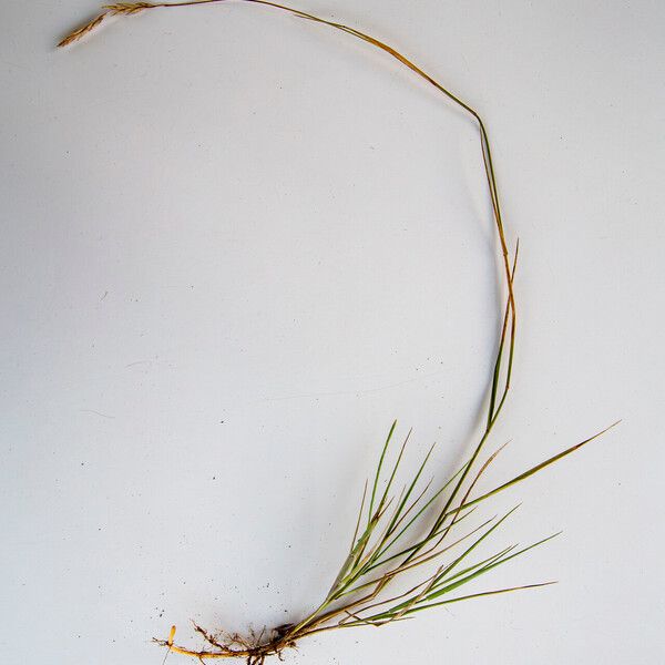 Elymus repens Flower